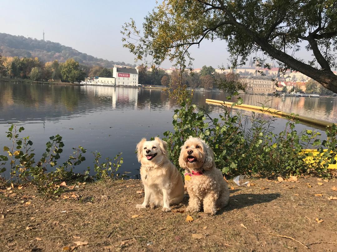 MarkHamill's tweet image. 1) It's this one's 2nd Birthday
2) Her name is Mabel
3) She's celebrating it with Millie in beautiful Prague
4) She likes pictures of other dogs so I included this pup-montage
This tweet is her only present this year so please "like" it, as she suffers from low self-esteem
🎂🐶!