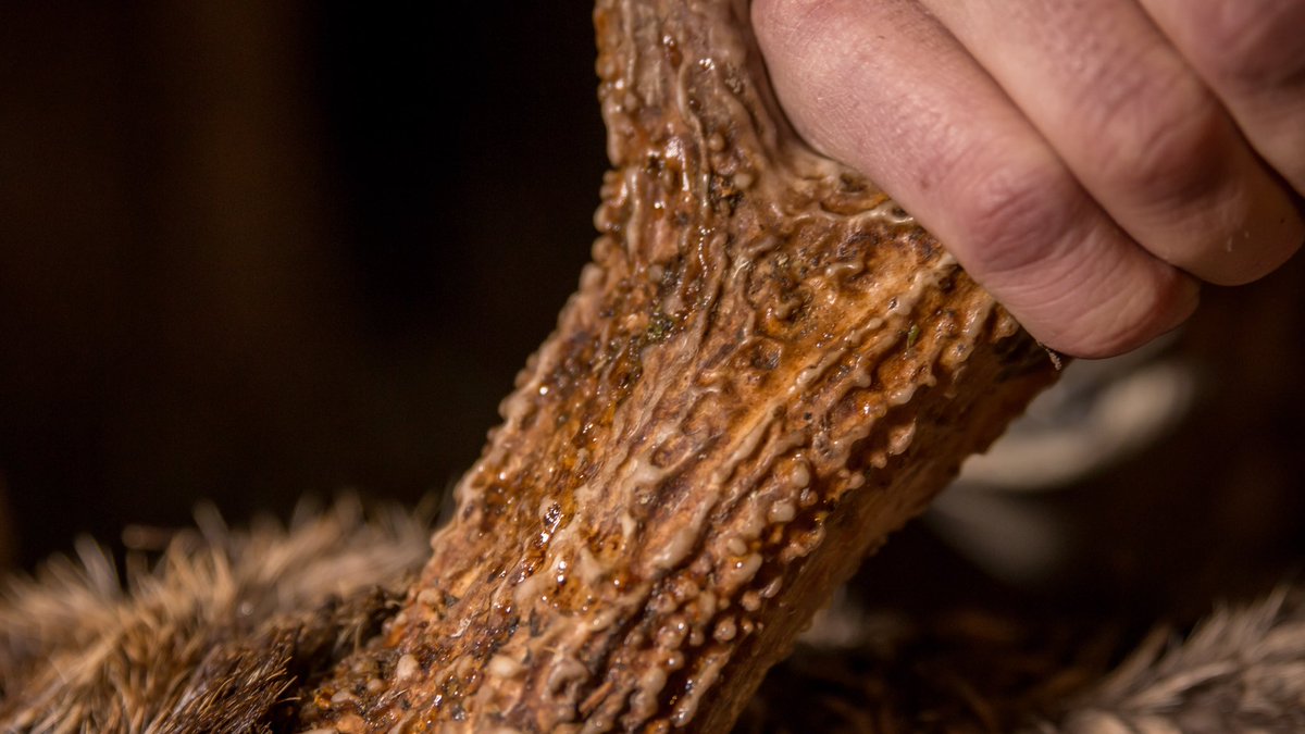 MCTProductions_'s tweet image. How has put their hands on some antlers this season so far?

#hunting #deer #fall #harvest #whitetail #shooting 
📸: @nate_coughlin