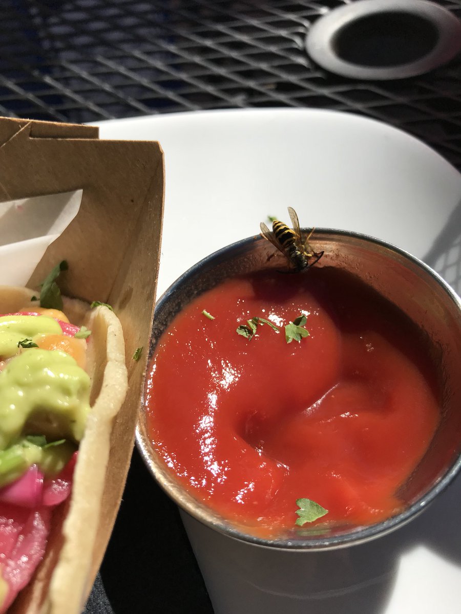 Z__Brews's tweet photo. Lil friend joining me for lunch https://t.co/g0kmF4xBru