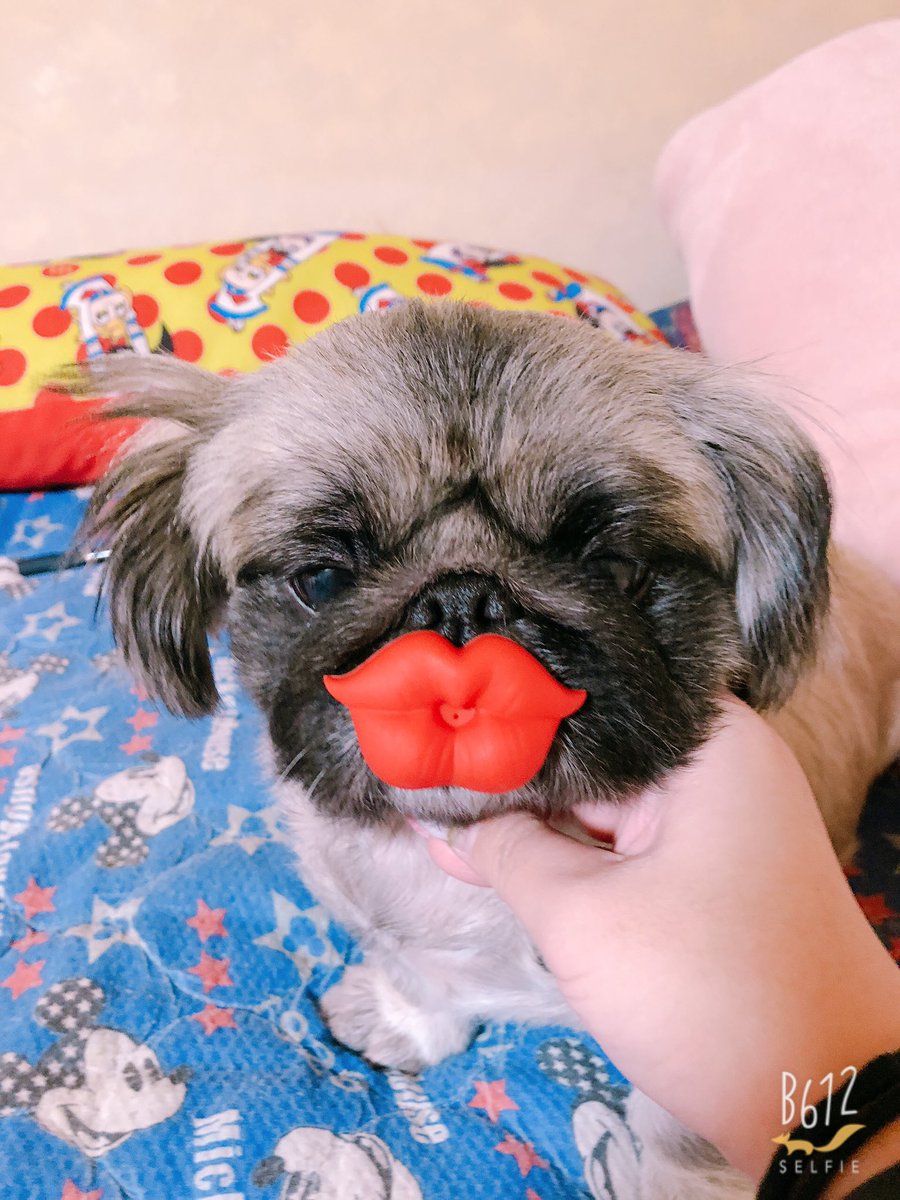 めみ 鼻ぺちゃ犬love ペキニーズきな子 ママから買ってもらった おしゃぶりが気に入っちゃって 呼んでも振り向きもしないから無理やり写真撮影 笑 あずきちゃんは見向きもせず遊びもしない 変なおしゃぶり 唇お化け ペキニーズ 愛犬