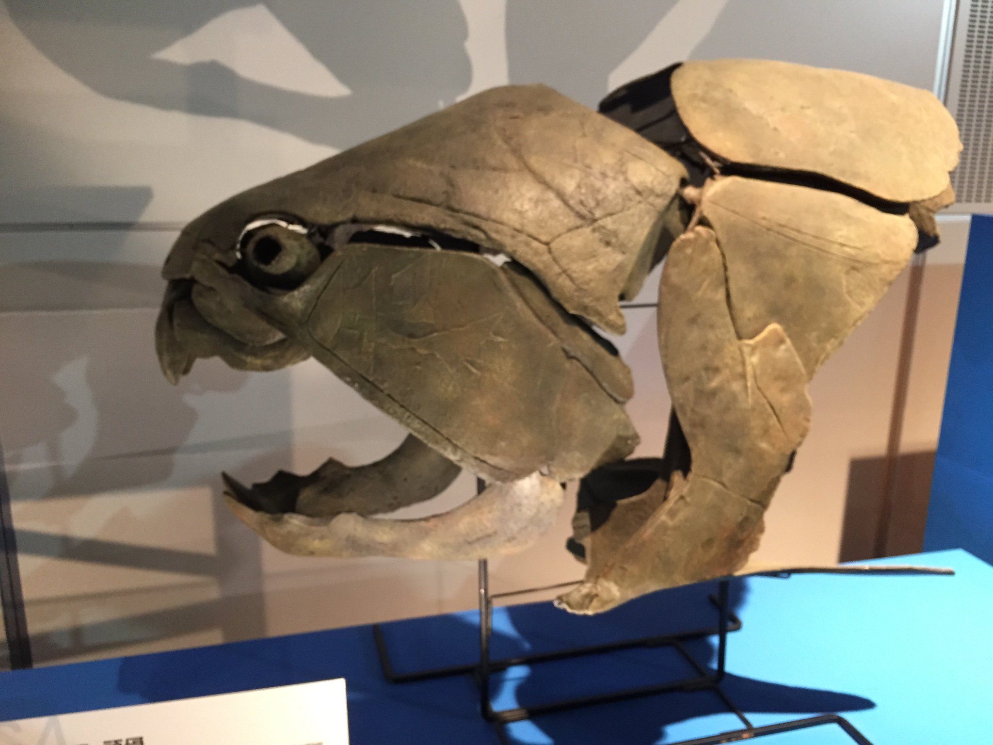 Nisipedino ダンクレオステウス 頭骨 サウロドン 全身骨格 カルカロドン メガロドン 顎復元模型 ディノニクス 頭骨 サルコスクス 頭骨 メガ恐竜展15 金曜日だから化石貼る Fossilfriday T Co C6mimsbiou Twitter