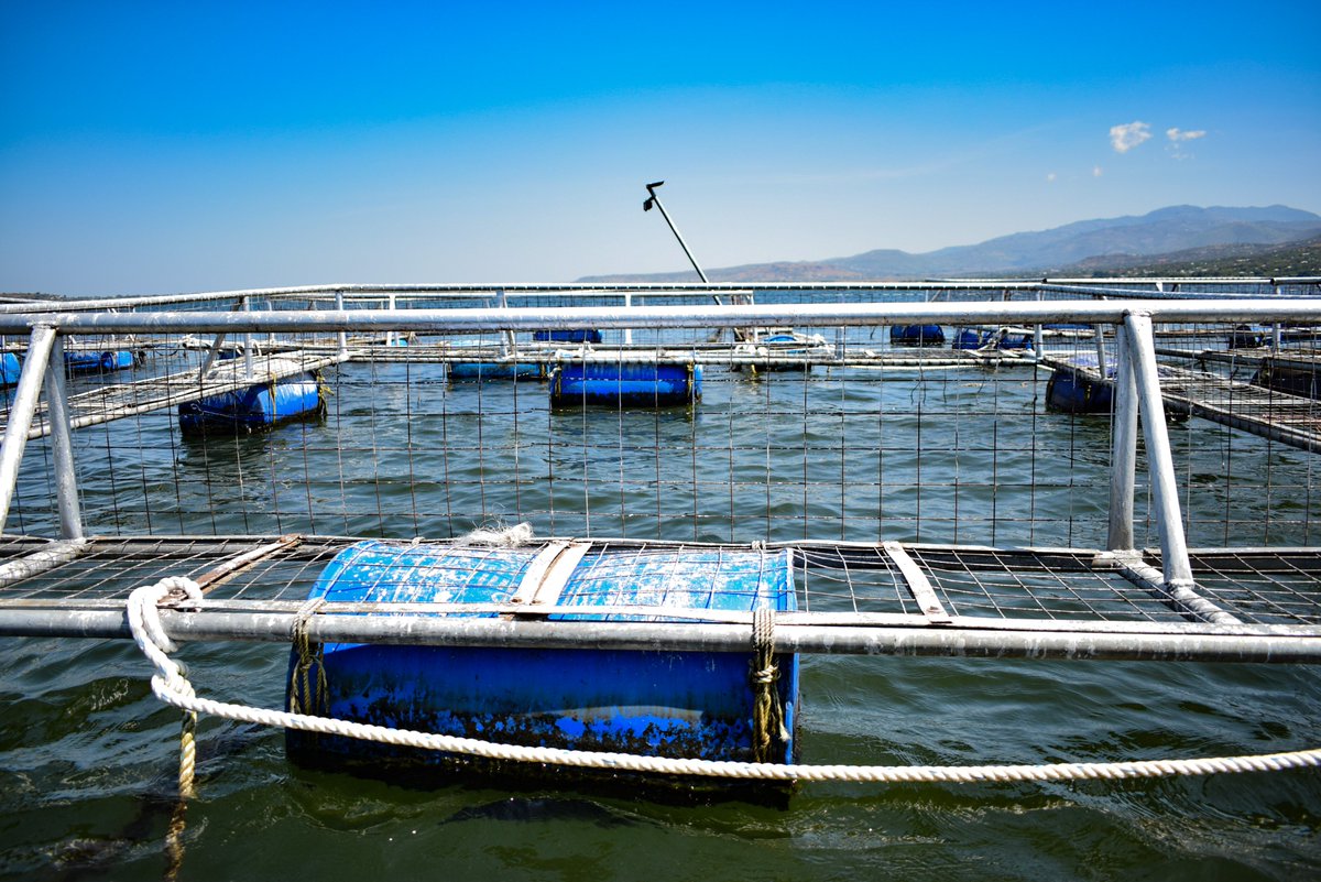 riofishKE's tweet photo. #FlashBackFriday Still on our fish cages strategically floating in Lake Victoria. These fish cages marked the beginning of our aquaculture venture.
#RioFish https://t.co/JKQjzTUj90