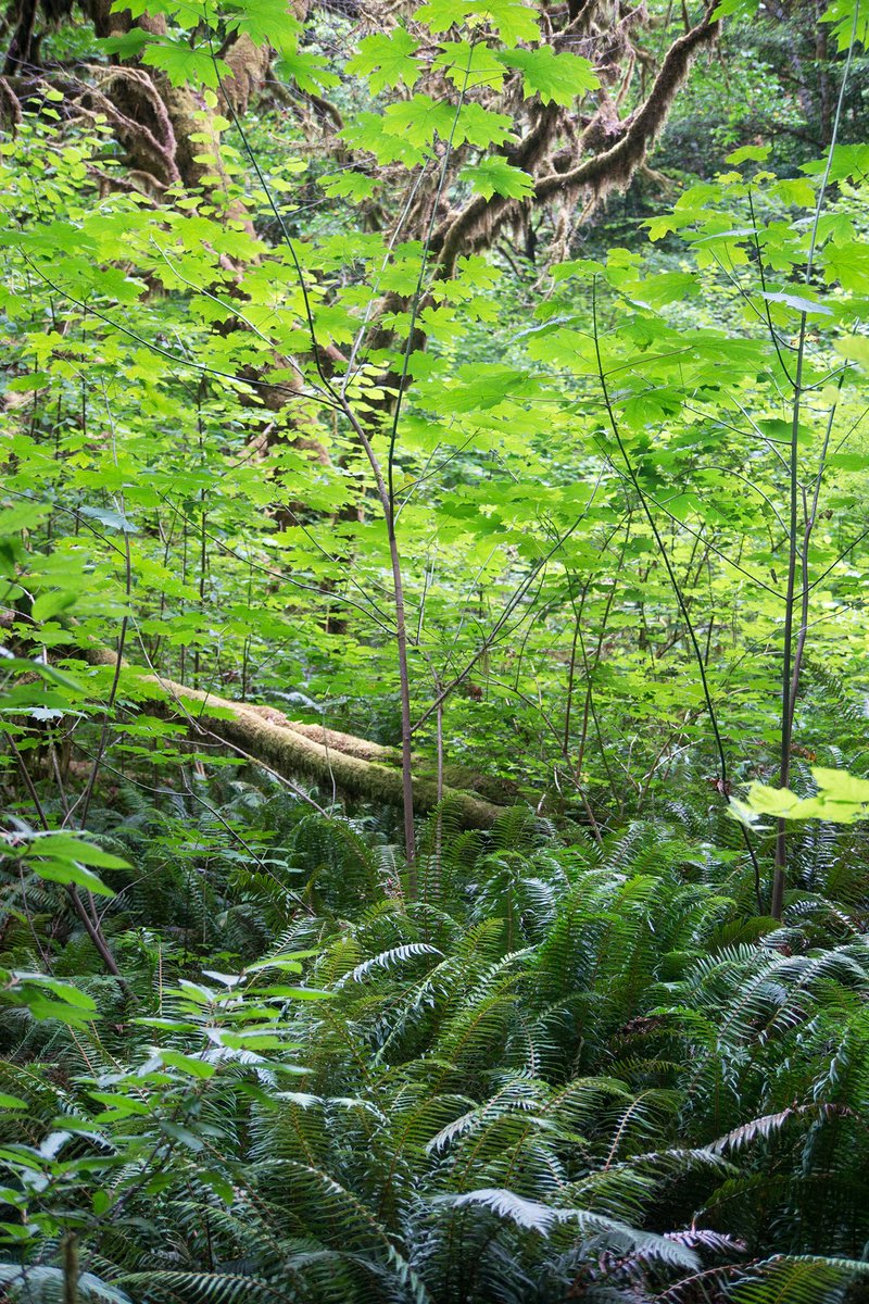 Ferns, moss, and young trees.
This understory was all green.

cpburrows.com

#moss #ferns #maples #understory #forest #green #nature #wilderness #photo #photograph #photography