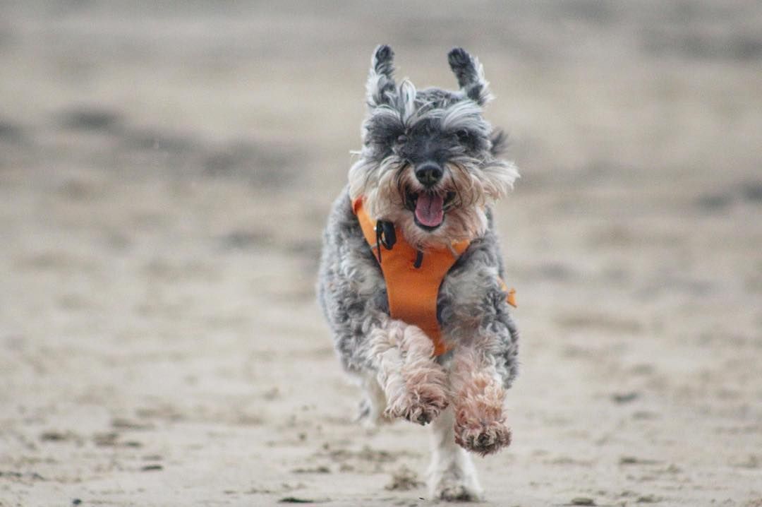 PoochPlay tweet media