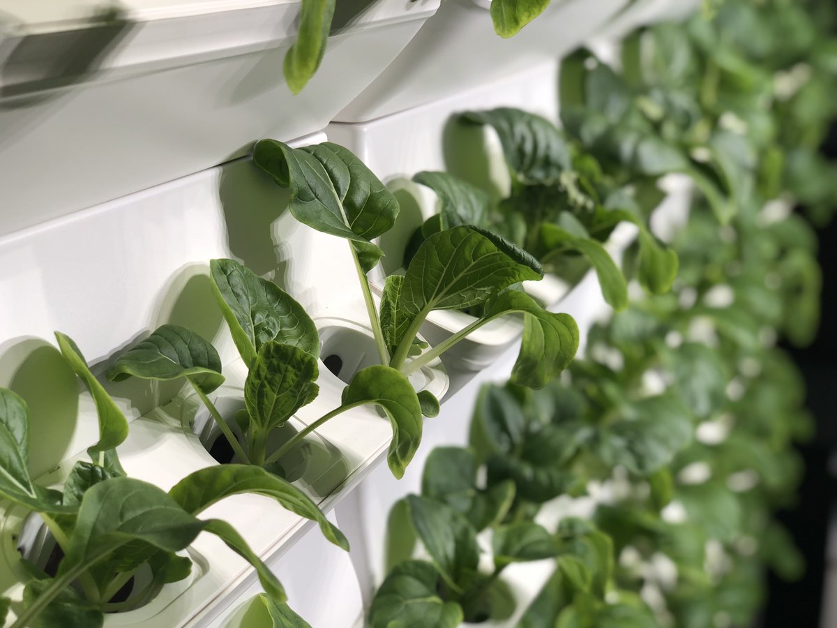 GndSolutions's tweet photo. - Pak Choi - 
While they're rich in antioxidants, they can also lower the risk of cancer thanks to its glucosinolates, sulphurous compounds!

#pakchoi #verticalfarming #horticulture #gndsolutions #cultivationsystem #growingsystems #ledlights #greenhouse https://t.co/XqofSZ3HVu