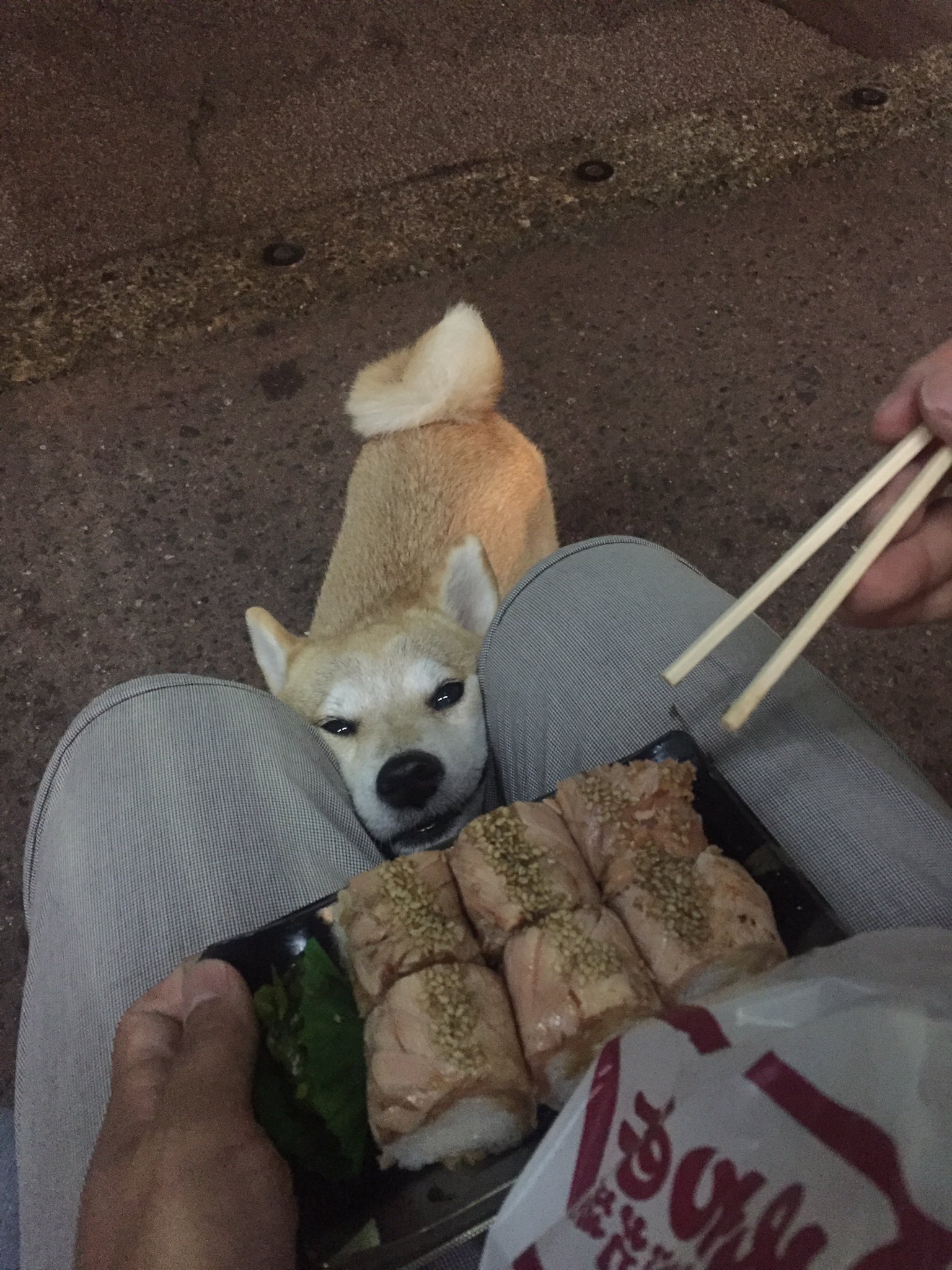 Naoko Kobayashi これでもか ぐらい挟まる我が家の犬 犬の日 挟まる犬 T Co U3yowjjgxf Twitter