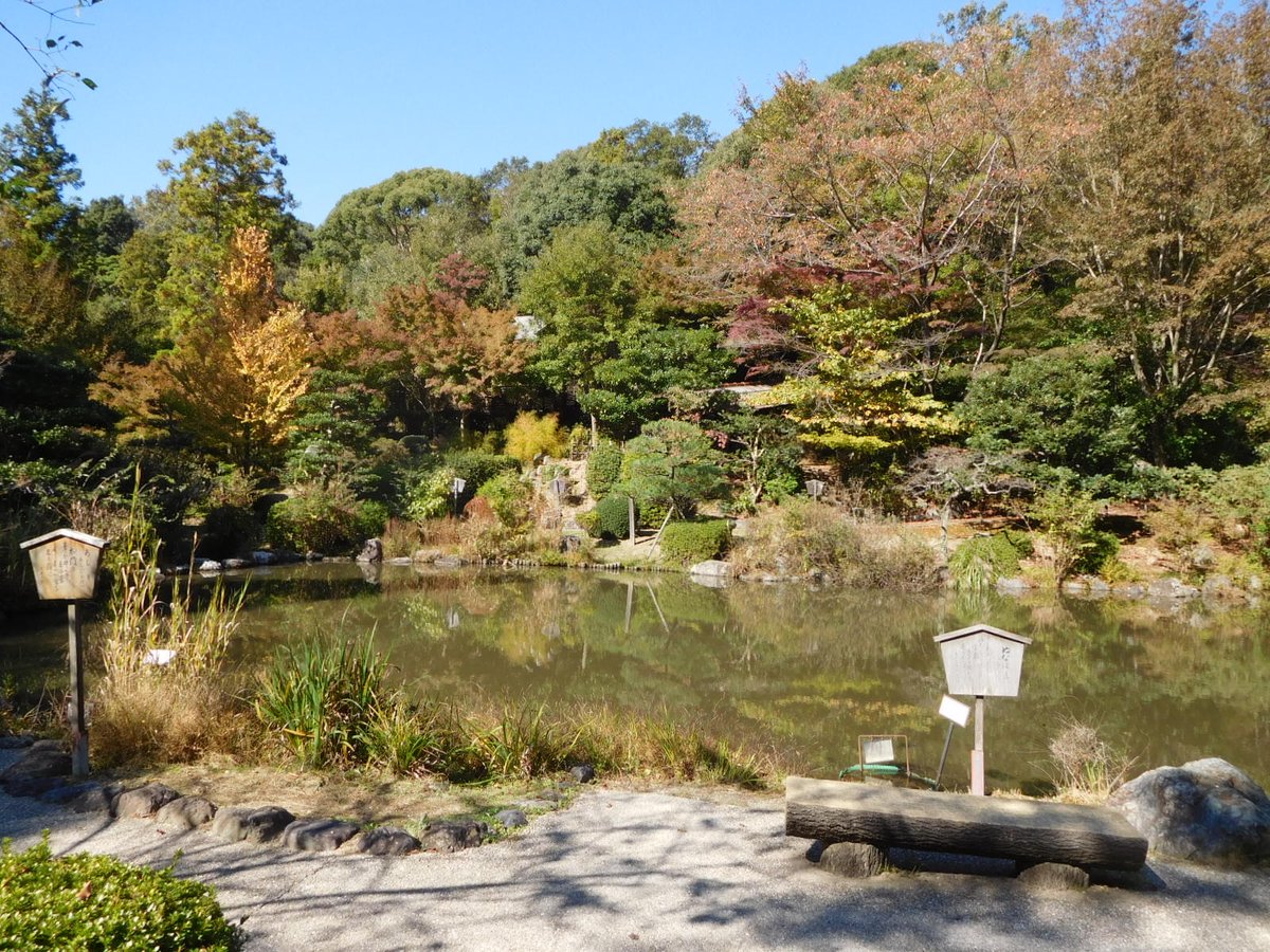 名古屋市東山動植物園 植物園紅葉情報 也遊園と日本庭園です 例年通り１１月中旬から下旬あたりに見ごろを迎えそう これから少しずつ色づいていく様子をお届けしていきます お楽しみに 紅葉情報 東山動物園