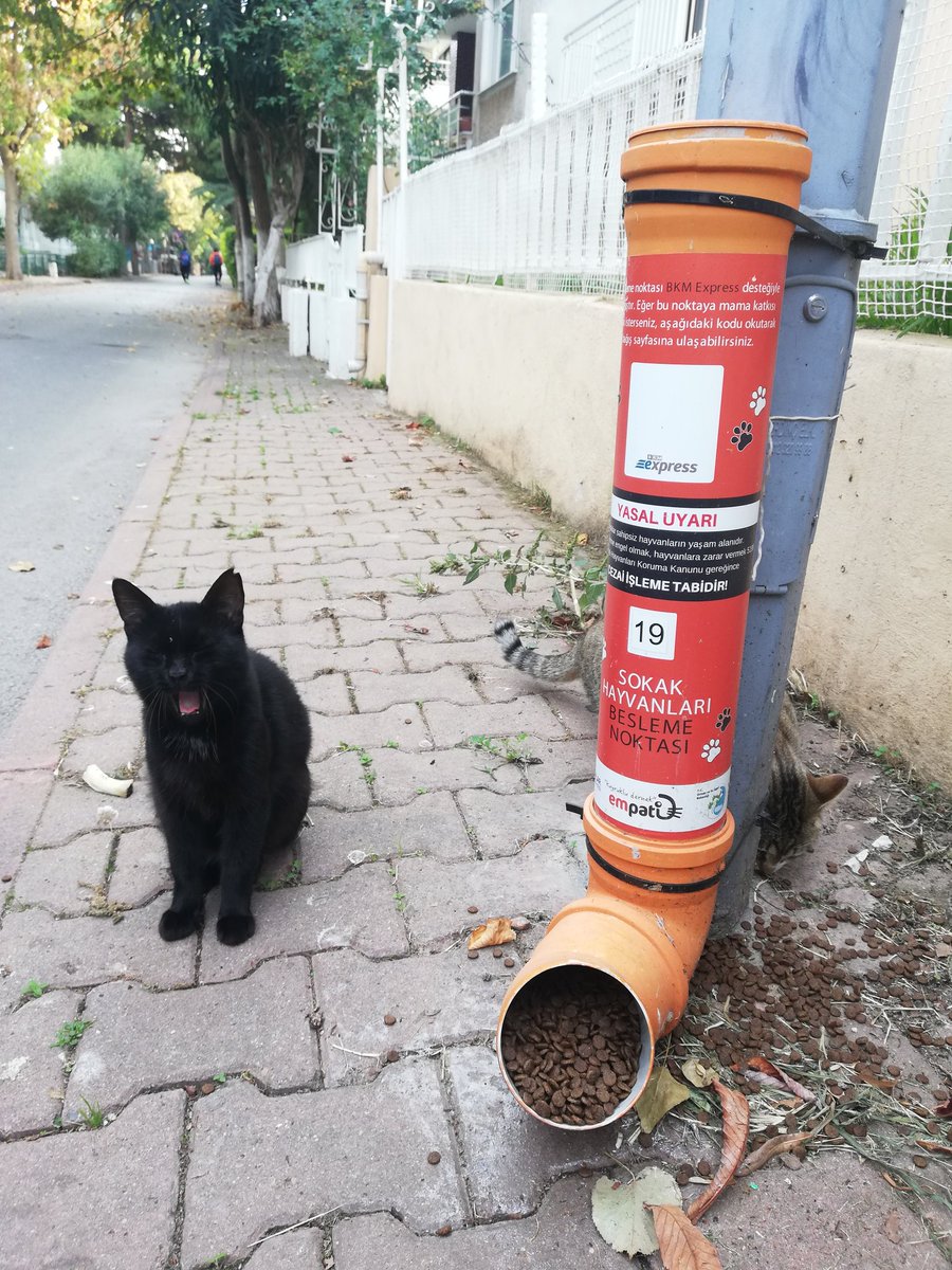 Mama kabımı sürekli dolu görmek istiyorum diyen zeytin kız için bir kap mama da sen koy 🐈🐾
Zeytin kız ve arkadaşlarına bir kap mama göndermek isterseniz👇
fonzip.com/empati/bagis üzerinden 'Zeytin' yazarak mama desteği verebilirsiniz😸
@empatiorg

#birkapmama #Kınalıada