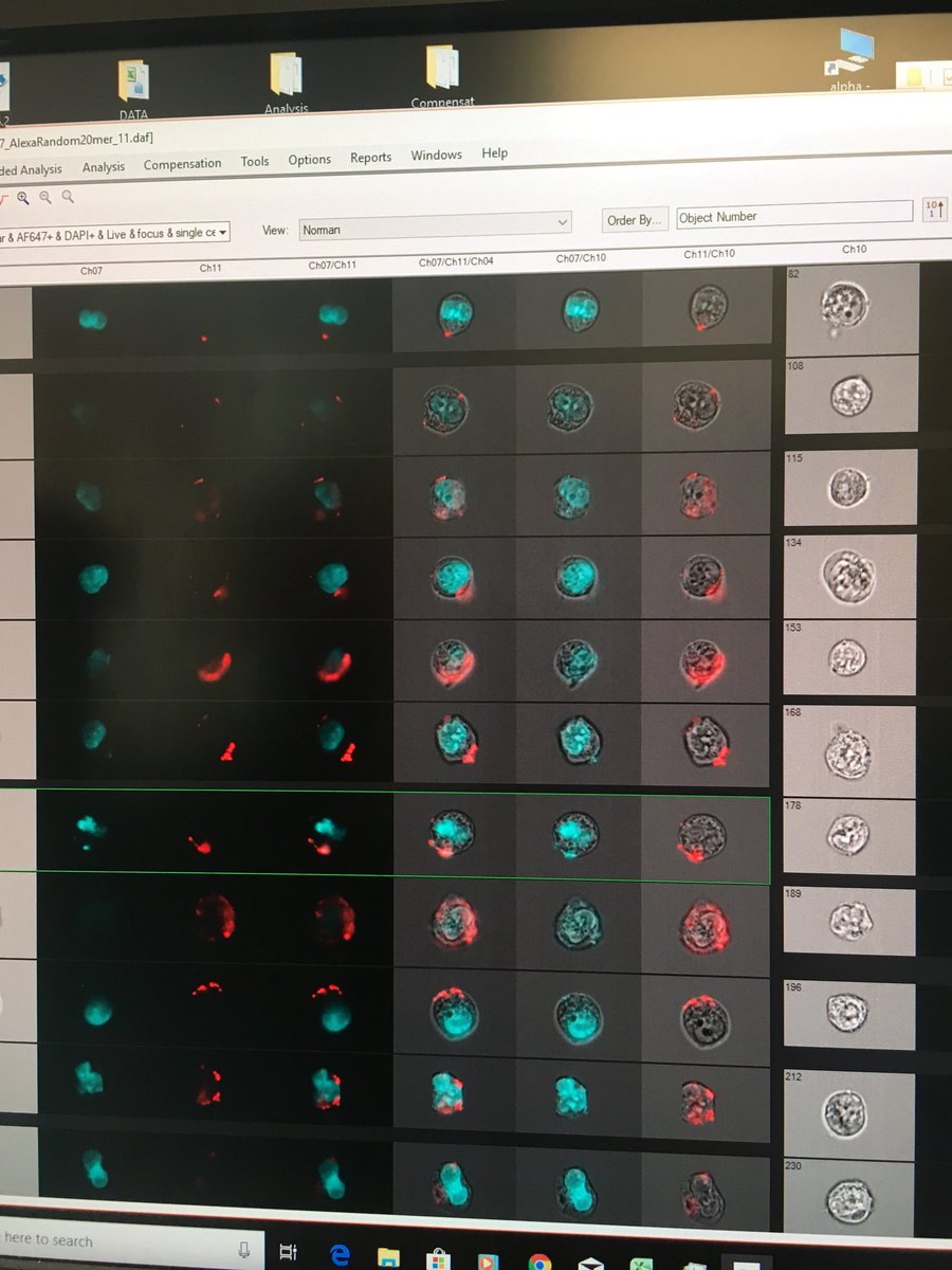 ktzaleta's tweet image. #ImageStream #FlowCytometry 30,000 images of single cells!!!!