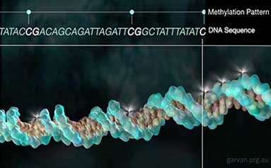 Kinghorn Genomics (@kinghorngenomes) on Twitter photo Adding methyl groups to certain segments of DNA is one of the ways cells regulate what genes are used, and at what time #DNABase <a href="/KatePatt/">Kate Patterson</a>
garvan.org.au/research/kingh… Adding methyl groups to certain segments of DNA is one of the ways cells regulate what genes are used, and at what time #DNABase <a href="/KatePatt/">Kate Patterson</a>
garvan.org.au/research/kingh…