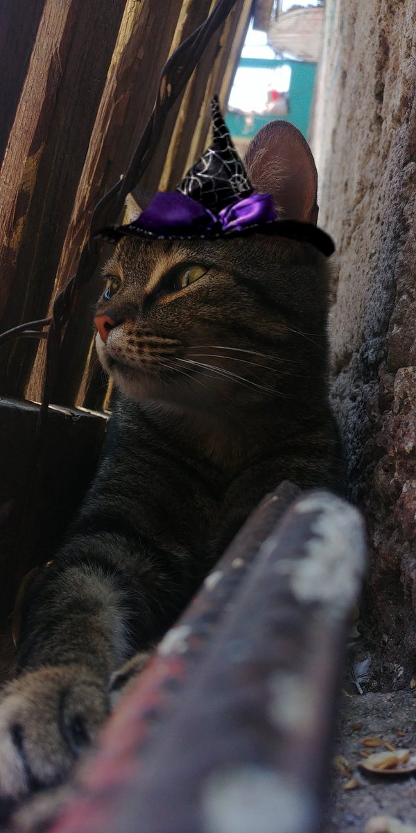 CaesarRendon's tweet photo. .
.
#catoftheday #ilovemycat #cat #animal #baby #fun #catsofinstagram #igdayly #follow4follow #cute #catsagram #instacat #catstagram #black #adorable #prilaga #photooftheday #halloweenhorrornights #halloweenie  #cats #animals #iphoneonly #iphonesia #halloween #instafollow #funny https://t.co/0ub7Ui6Ti5
