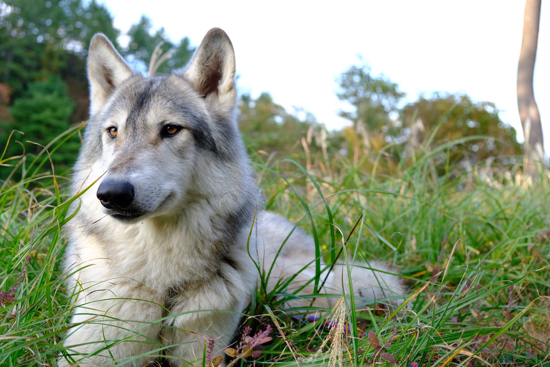 狼と俳優 おはようございます 狼 オオカミ 狼犬 大型犬 犬の横顔写真展 犬好きな人と繋がりたい 仲良し Wolf ウルフ ウルフドッグ ハイブリットウルフ かわいいと思ったらrt 動物 カメラ好きな人と繋がりたい 写真好きな人と繫がりたい