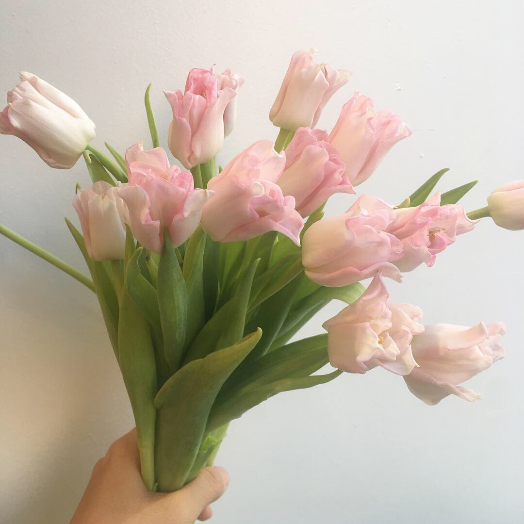 너무 아름다운 분홍 별 튤립과 함께 금요일의 식물상점 문 열었습니다🌱 아직 공간 재정비는 끝나지 않았지만 천천히 준비하며 운영하려고 해요🌱 
날 맑은 가을 망원동 나들이 어떠신가요💕