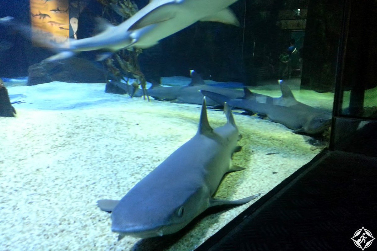 عالم ما تحت الماء في جزيرة #لنكاوي
توصل مع #شركة_السمو_للسياحة_في_ماليزيا
واتس اب : 0060174256641
#سياحه #سياحة #السياحه #لنكاوي #بينانج #كوالالمبور #سلانجور #رحلات #كاميرون #جنتنق_هايلاند #باندونق #بالي