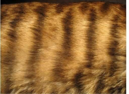 ToygerGatos's tweet photo. The #Toyger coat pattern is unique among domestic cats.
https://t.co/JnexzNBinw https://t.co/UlTqcc40vW