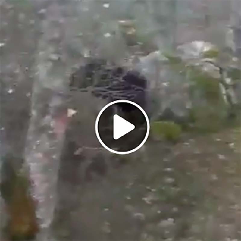 El vídeo del brutal salto de un jabalí para escapar de los perros dlvr.it/QqG4qH