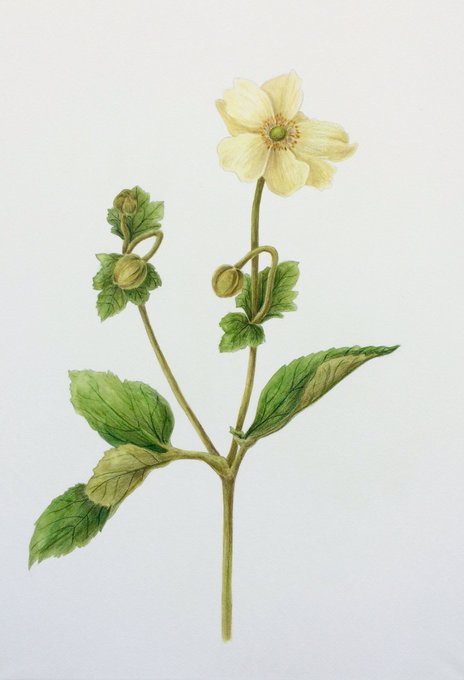 秋明菊シュウメイギクのtwitterイラスト検索結果