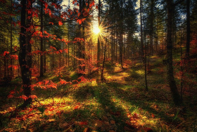 #HappyNovember &amp; #HappyFriday all #TwitterFriends 🍁🌞🍁
#ThankYou all for the #following , #RT and #Fav !🙏🙏🙏
With #love and #gratitude Luis!💓💘💓

#autumn #beautiful #nature #photography #travel #500px #500pxrtg 
#HappyMy_Love