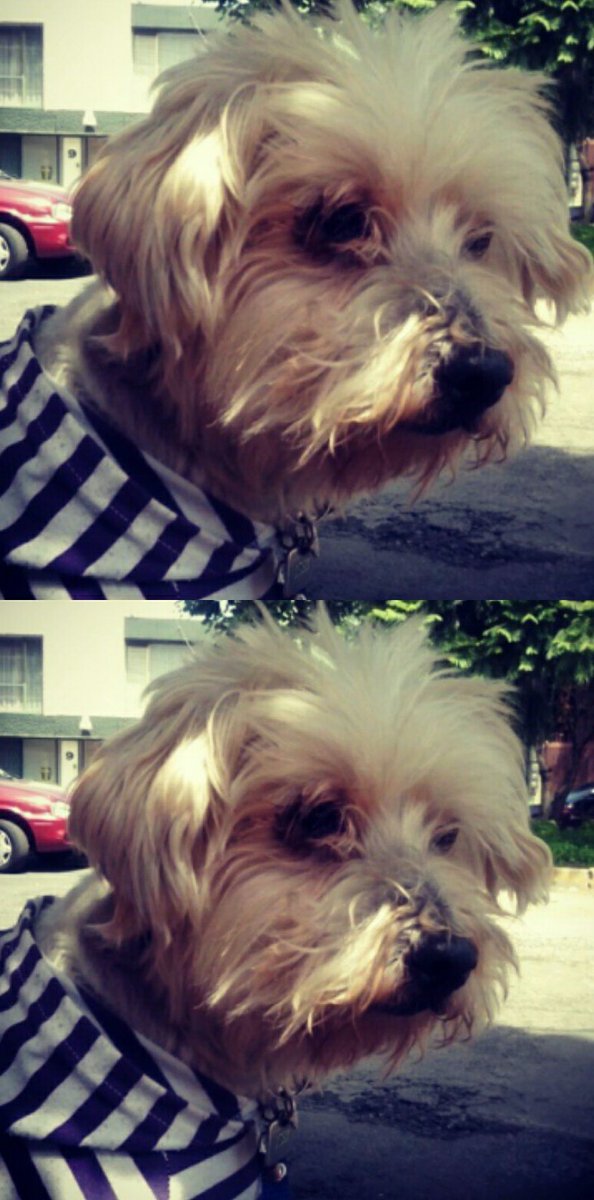 Gaby___Castillo's tweet photo. Hoy los recuerdo con más tristeza a mis dos pequeñitos que partieron Ishi el 08/11/2017 y mi Bonita 16/10/2010 su ausencia sigue siendo dolorosa. Sé quecen algún día volveré abrazarlos y acariciarlos. Los ama su mami Gaby 🐕🐕 QEPD https://t.co/SyUZ9cROIl