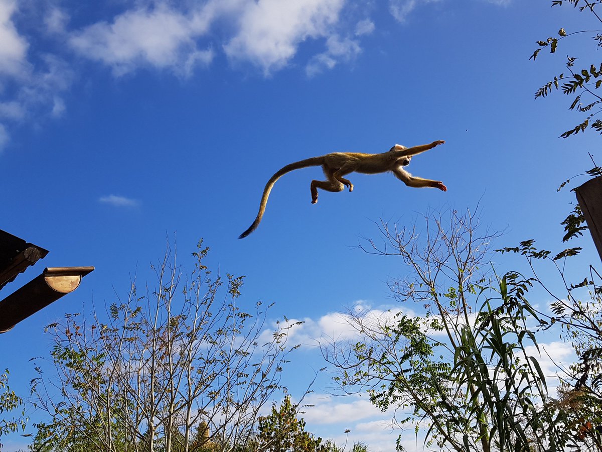 WildlandsNL's tweet photo. Liesbeth Roelfes uit Stadskanaal maakte de Foto van de Week: https://t.co/ymNcbleoeY Zelf meedoen? Stuur je beste #WILDLANDS-foto in via foto@wildlands.nl #Emmen #fotografie #dierenfoto #foto #zuidoosthoeker https://t.co/5PZZNmH8Th