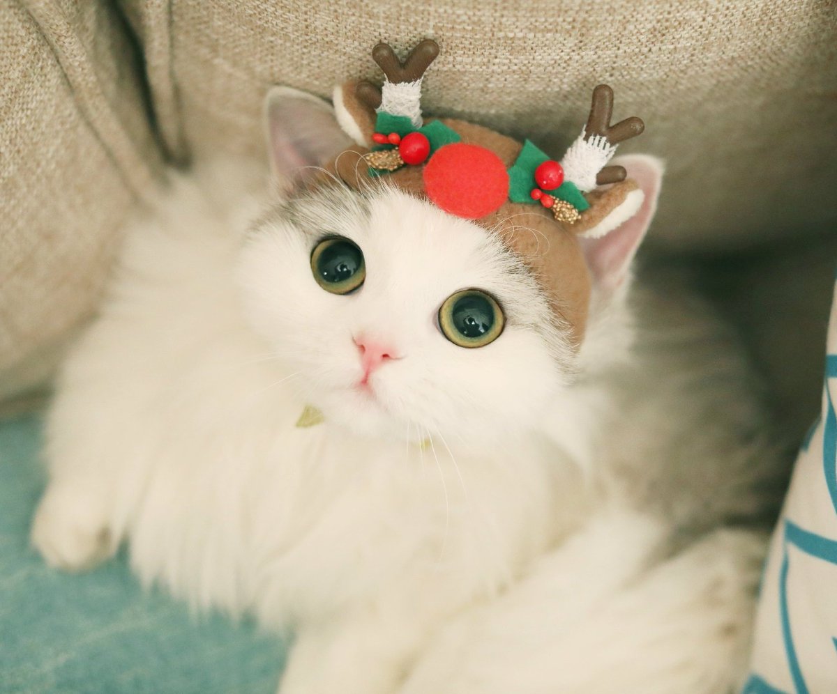 Minhyun the cat tweet media