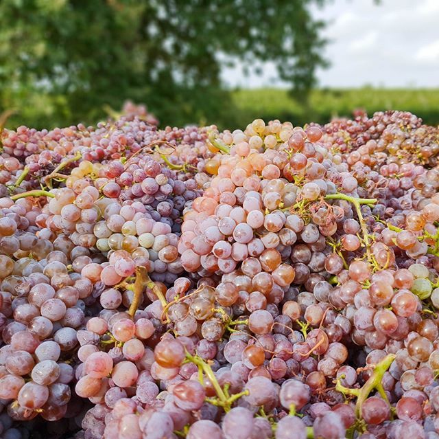 FoodDrinkDest's tweet photo. #Food Really loving harvest time this fall #InCostaBrava #WineWednesday
@cellerlavinyeta @DO_Emporda @costabravapirineu @onlyincostabrava
#Wine #OnlyInCostaBrava
#costabrava #winetime #vineyard #grapes #wineporn #winegeek #winecountry #uvas #emporda #w… https://t.co/XszrdJEWt1 https://t.co/Xwtb5DQbLC