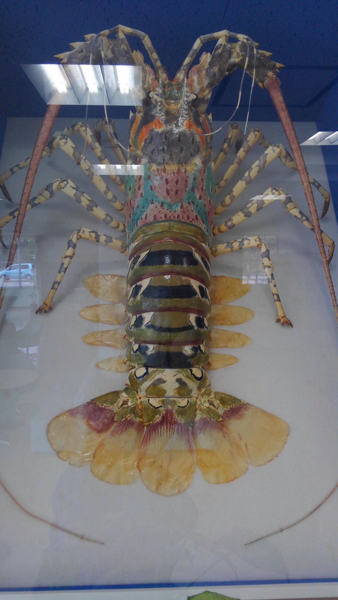 Kinjo 五色海老 でかいね 5kg 位 捕れなく成ったらしい 見えなくなったね 沖縄 沖縄海洋生物 T Co Ccip7hhfmt Twitter