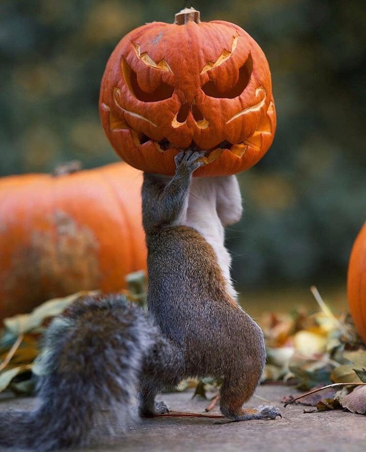 Kassandra_Gir's tweet photo. #HappyHalloween!🎃🐿
#Squirrels may lose 25% of their buried food to fellow thieves! Keeping track on all their buried food can be tricky, so squirrels may pretend to bury a nut to throw off potential thieves, known as “deceptive caching”! It really is #TrickOrTreating!🥜#EBE2018 https://t.co/vgB7M4z1ar