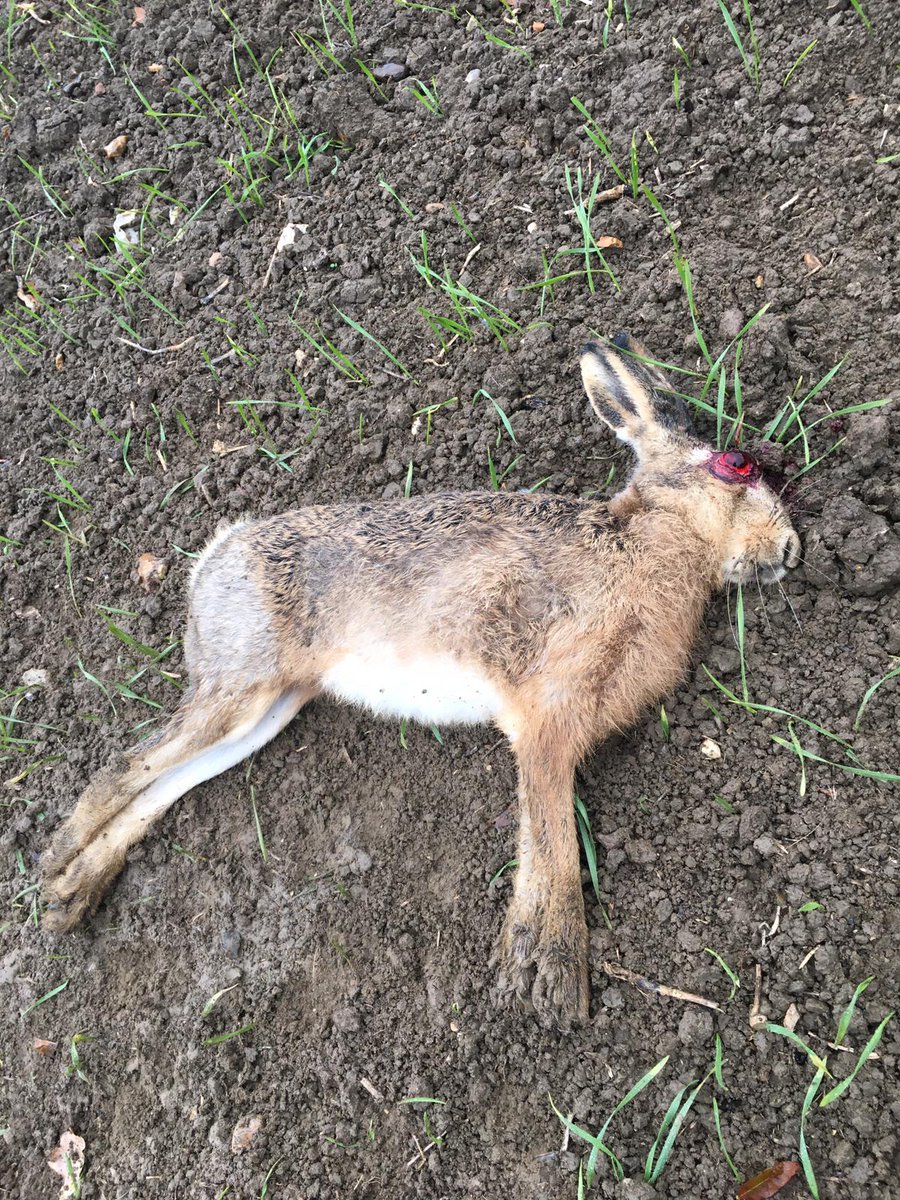 Our #BrownHare is is desperate trouble. Please Retweet.

Could everyone please remain vigilant for any recently dead or dying Brown Hare? Contact Jonathan Davis on 07872 149147 or Dr. Diana Bell on 01603 592177 at UEA to arrange collection. Double Bag &amp; use GLOVES. Thank you