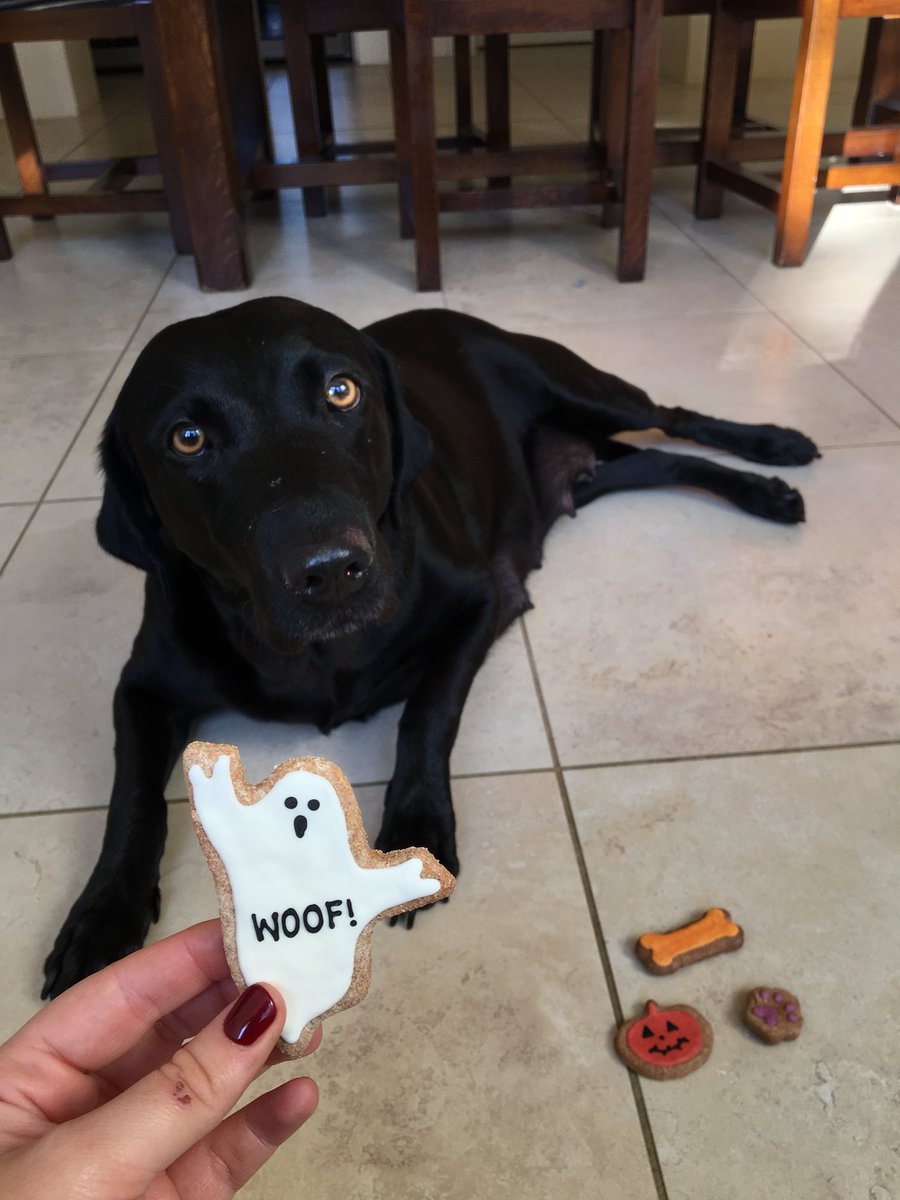 trembathindia's tweet photo. @BarkersSuffolk Happy Halloween Bella Boo. 🖤🎃👻 https://t.co/OMp7sNKHUb
