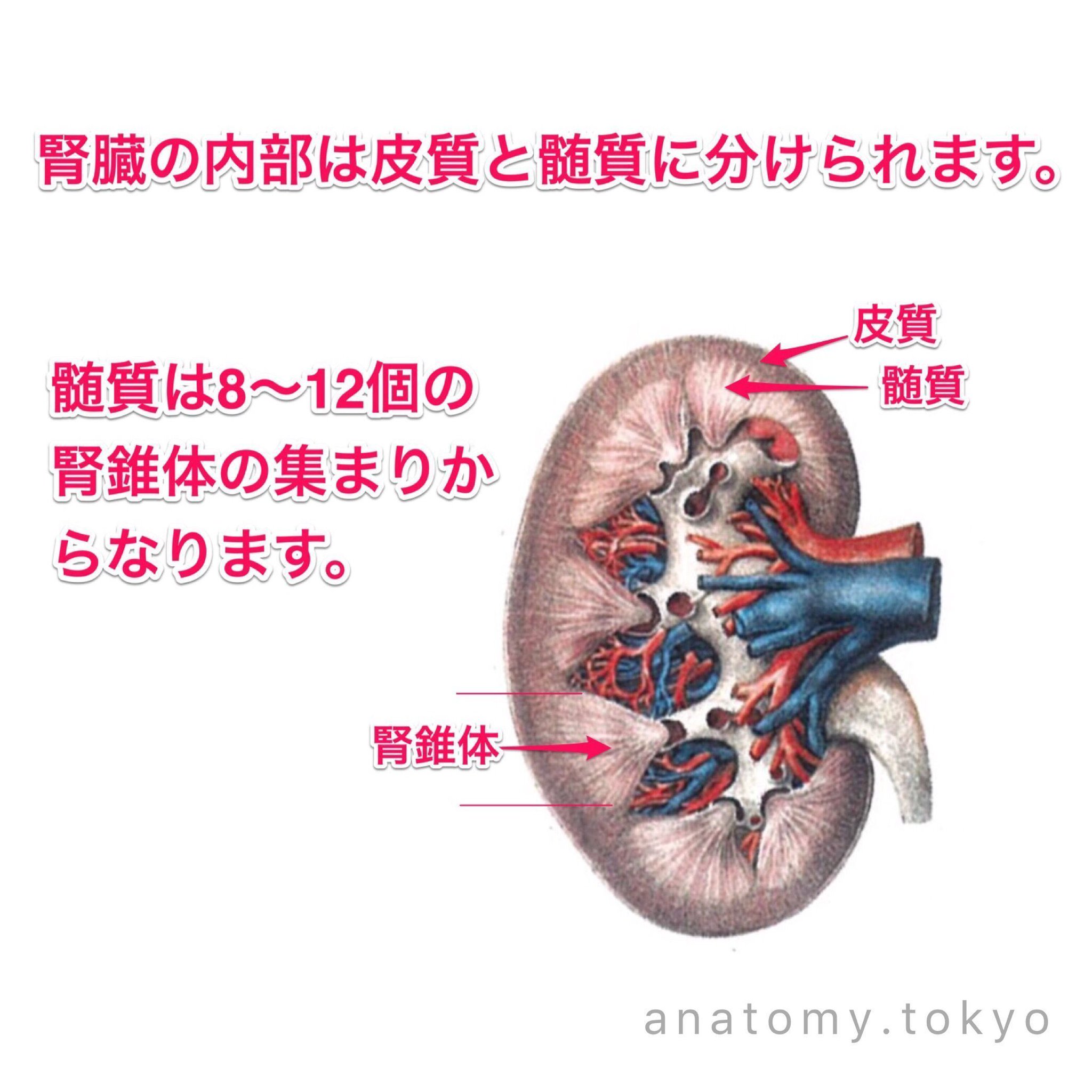 予約販売】頭部から胸部の解剖 - 京都科学オンラインショップ