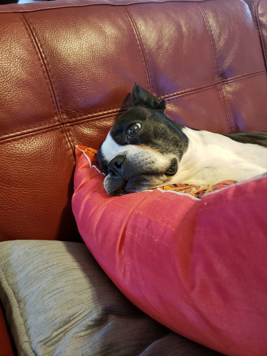 OneEyedBug's tweet photo. Sometimes you just have to find the brand new pillow and think about life #pondering #hardknocklife #deepthoughts #sigh #whatdoesitallmean #OneEyedBug https://t.co/44kmxi83wd