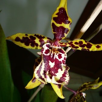 rangeljuanc's tweet photo. Colmanara Wildcat Carmelo #Guayaquil #Ecuador #orquideas #Ecuadorpaisdelasorquideas #orchid #Orchids #orchidee #amoorquideas #orquidario #orquideaslindas #photography #fotografias #photooftheday #photographers #jardín #garden #naturaleza #naturelovers #colmanara #colmanarawildcat https://t.co/g4HndjCfG1