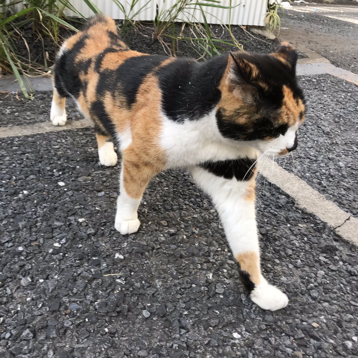 カセット 限定 スクラップブック 失敗 猫 写真 Izumiotsu Ed Jp カセット 限定 スクラップブック 失敗 猫 写真 Izumiotsu Ed Jp