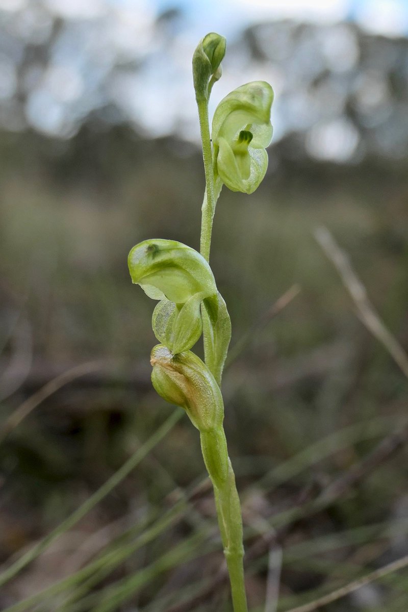 Gordon Smith tweet media