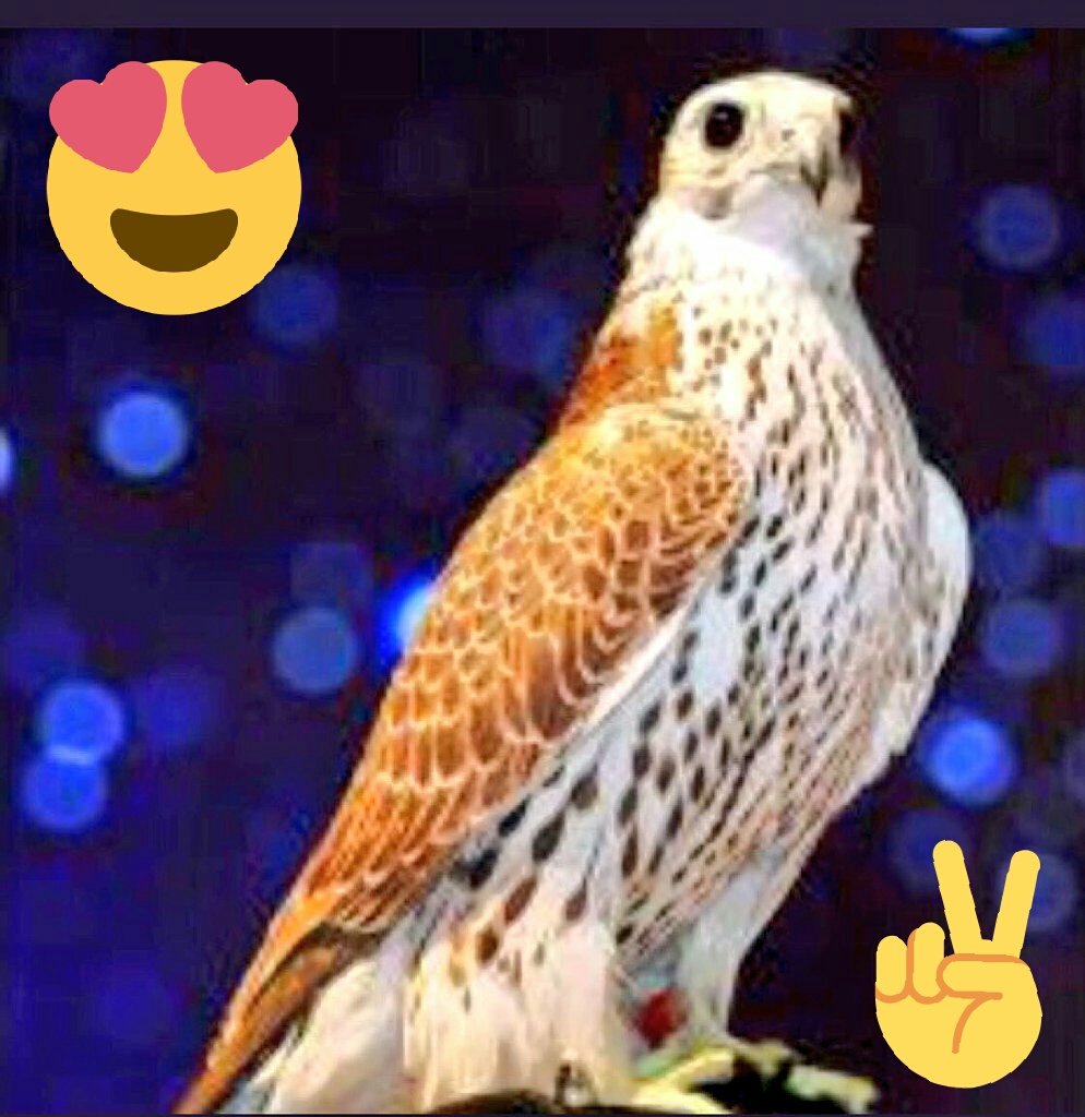 @HoLSTN10
 ☝حر مطير☝
🔥صيد🔥روؤس كبار🔥
👍الحر👍صايد صايد👍