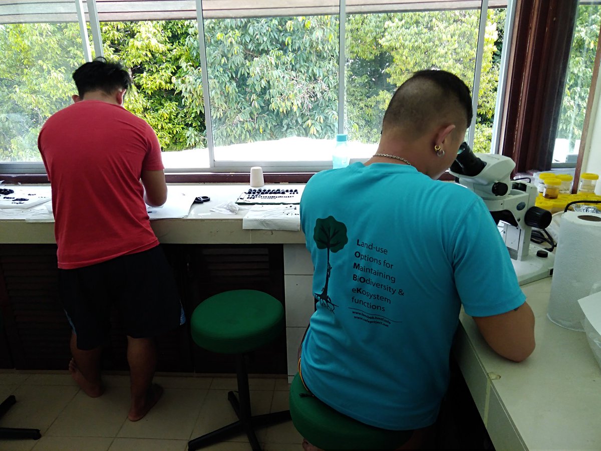 HMTF LOMBOK (@hmtf_lombok) on Twitter photo #dungbeetle identification and sample sorting training for our star <a href="/HMTF_LOMBOK/">HMTF LOMBOK</a> <a href="/SEARRP/">SEARRP</a> RAs. First time using a key and they rocked it! 27 samples, over 40 species & ~3000 individuals! #dungbeetlesofsabah #thisismyRA #newguidecomingsoon #knowledgeexchange <a href="/JonathanParrett/">Jonathan Parrett</a> #dungbeetle identification and sample sorting training for our star <a href="/HMTF_LOMBOK/">HMTF LOMBOK</a> <a href="/SEARRP/">SEARRP</a> RAs. First time using a key and they rocked it! 27 samples, over 40 species & ~3000 individuals! #dungbeetlesofsabah #thisismyRA #newguidecomingsoon #knowledgeexchange <a href="/JonathanParrett/">Jonathan Parrett</a>