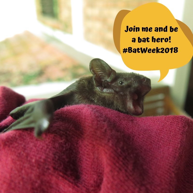 mruthster's tweet photo. Found this little #pipestrelle (Pipestrellus sp.) at home last weekend. It must have gotten trapped there, but once we put him on a tree trunk, he took off with no apparent issues. #BatWeek2018 https://t.co/tXjXbASUFu