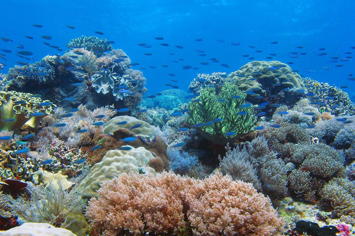 1. Sobat Hijau, suka pakai kantong plastik? Nah, kantong yang kamu pakai hari ini butuh puluhan tahun untuk mengurai-makanya sampah plastik lalu tersebar di lautan sebagai marine debris dan menumpuk di dasar perairan dalam waktu yang lama. 
#JagaLingkunganLaut
#KLHK
#IGR4