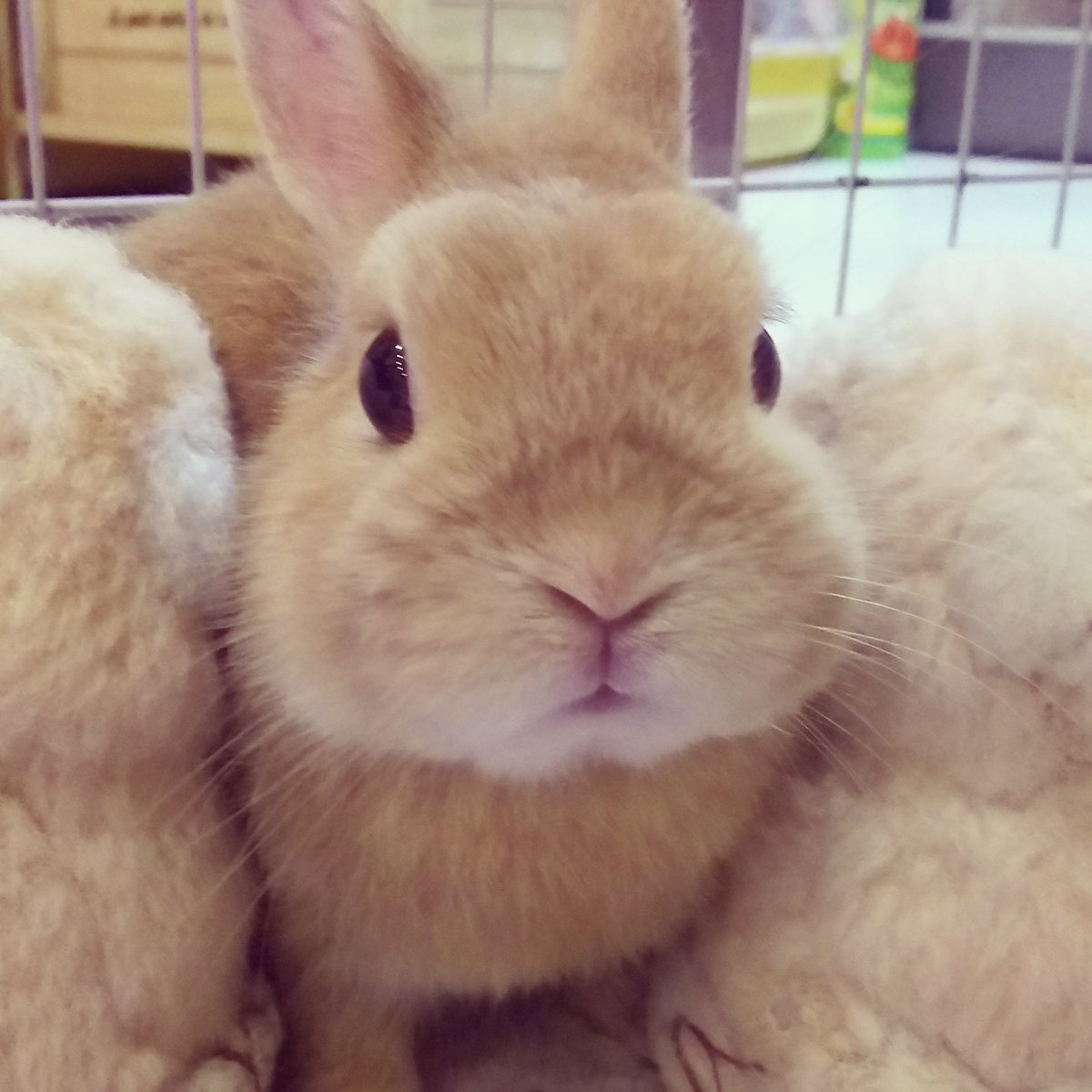 うさぎの絵本 いよいよハロウィン 今日で 飾り 片さないとなぁ うさぎさんのジャンプでも ご覧ください シャア うさぎのジャンプ うさぎのダッシュ うさぎ