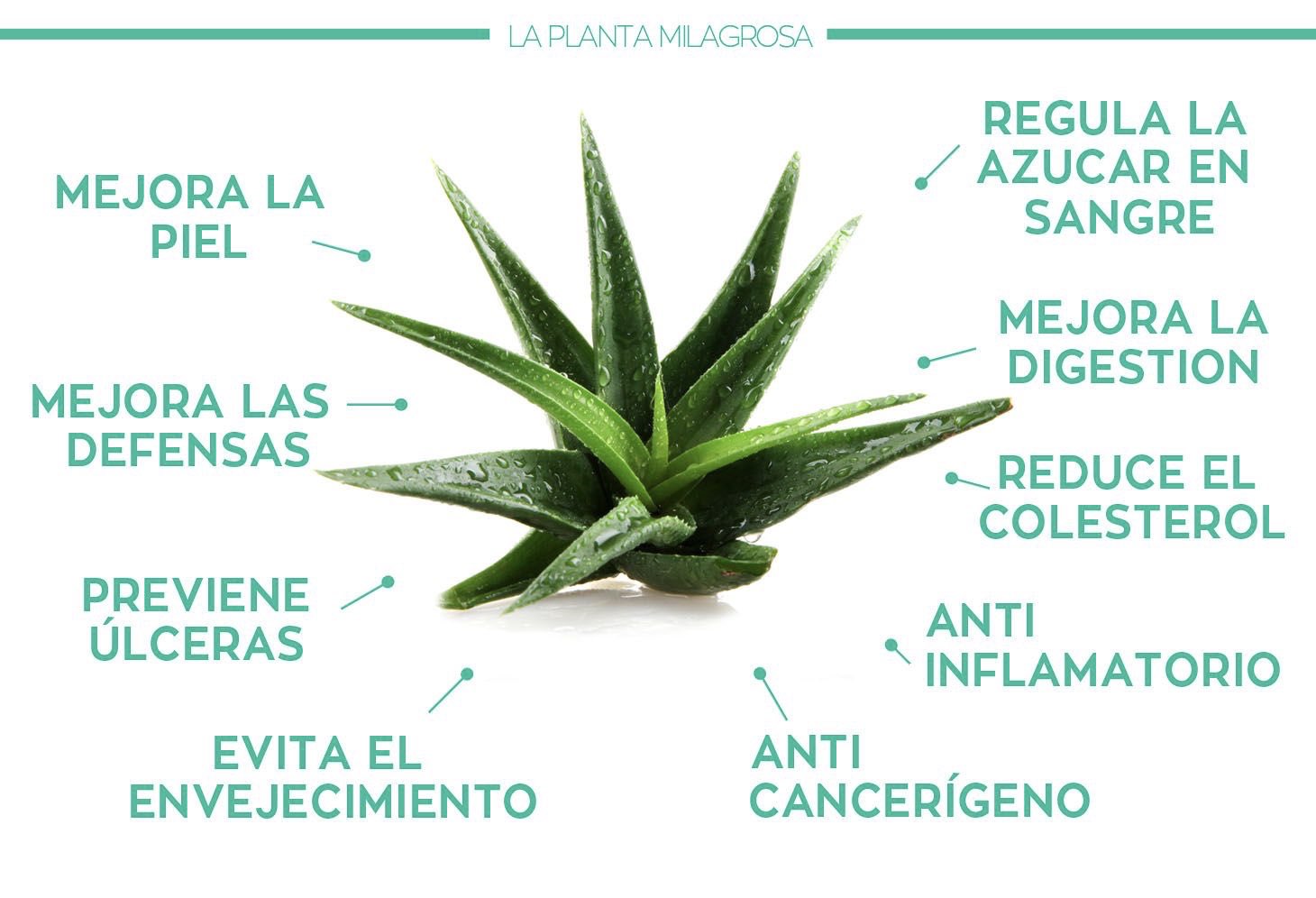 on Twitter: "Buenos días y #FelizMiercoles. Os dejamos una nueva infografía que nos habla de beneficios del aloe Y tú, ¿todavía no consumes la conocida como planta milagrosa? #aloevera #