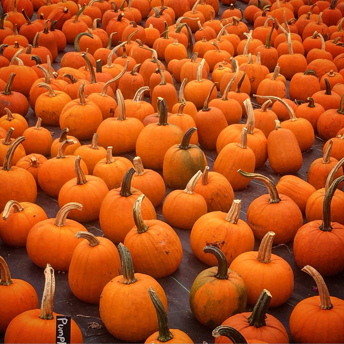 Good morning world;-)))
Happy Halloween 🎃
Today 18000 tonnes, enough for a bowl of soup for every UK resident, will go to landfill.
Let’s stop this!! Eat it in pies, stews, preserves, cakes....
Compost the waste!!
Don’t send it to landfill!! #zerowaste