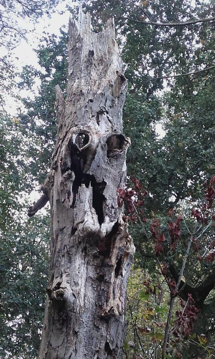 I  took this on Sunday <a href="/DelaprePark/">Delapre Park</a> I've never seen it before .... <a href="/ChronandEcho/">Northampton Chron</a> <a href="/NNweather/">Northamptonshire Weather</a> #spookytrees 😊