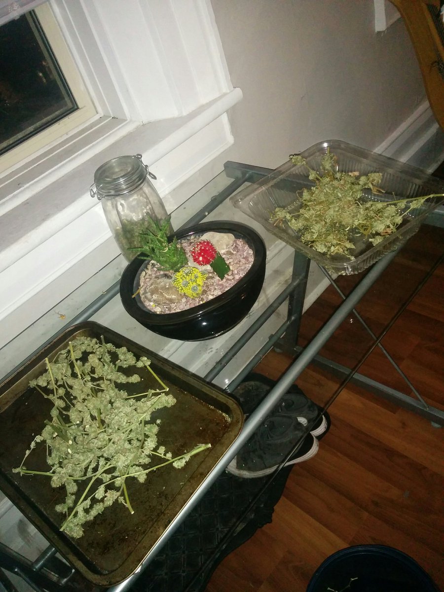 93borg's tweet image. #Organic #GreatWhiteShark #PopcornNugs tedious to trim delightful to smoke