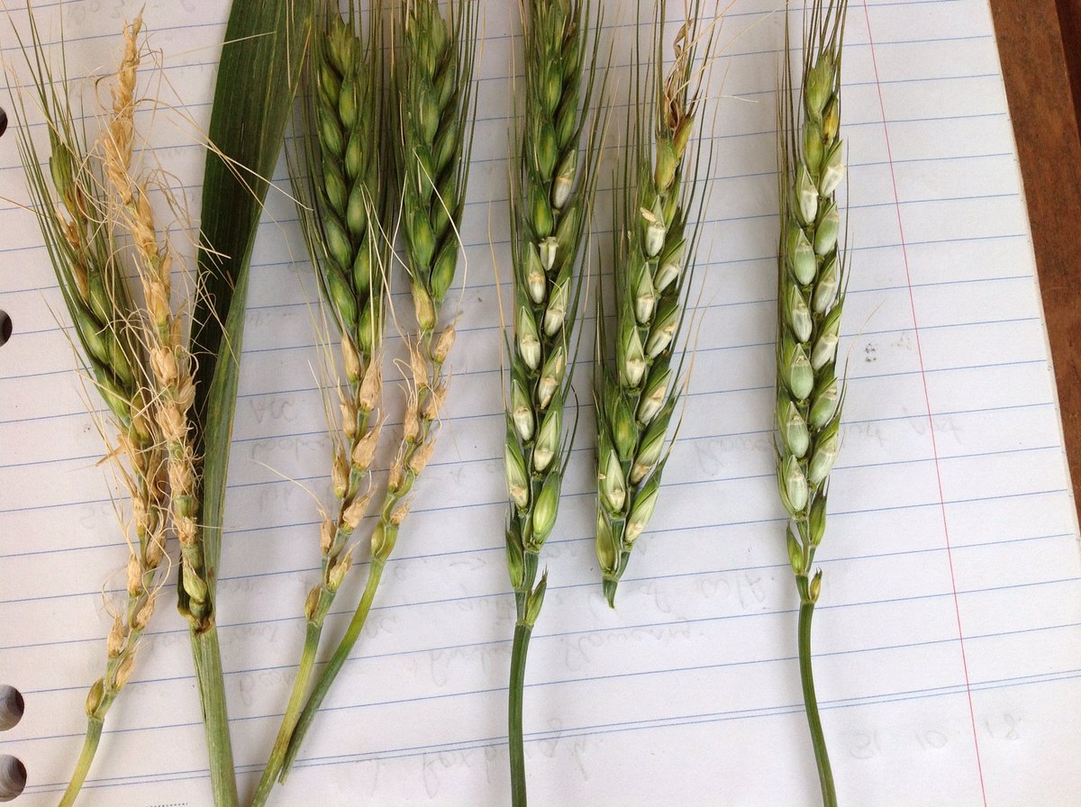 JimZwar's tweet photo. Checking wheat for frost. SW vic. Early sown, did not quite beat jack. Sept frost L. Oct R. https://t.co/yiC1uMegDn