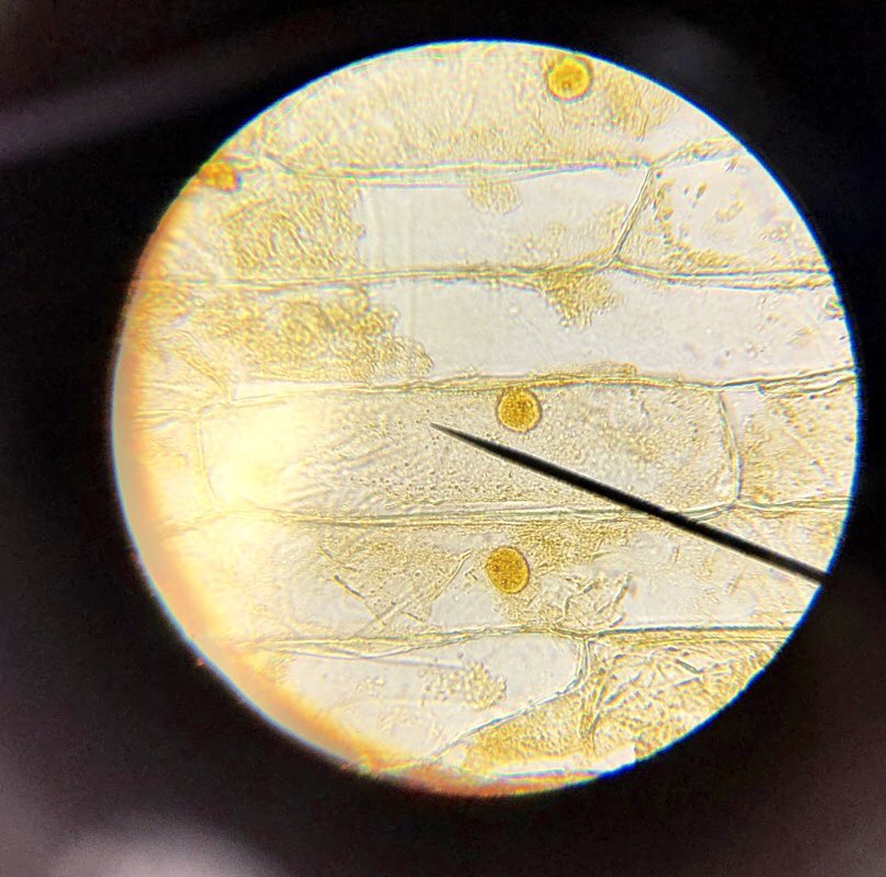 steppescience's tweet image. Grade 9 S’s photos of onion epidermis stained with iodine solution. Magnifications x40, x100 &amp;amp; x400 #ISUmng #ibscience