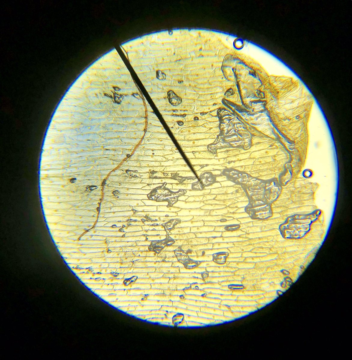 steppescience's tweet image. Grade 9 S’s photos of onion epidermis stained with iodine solution. Magnifications x40, x100 &amp;amp; x400 #ISUmng #ibscience