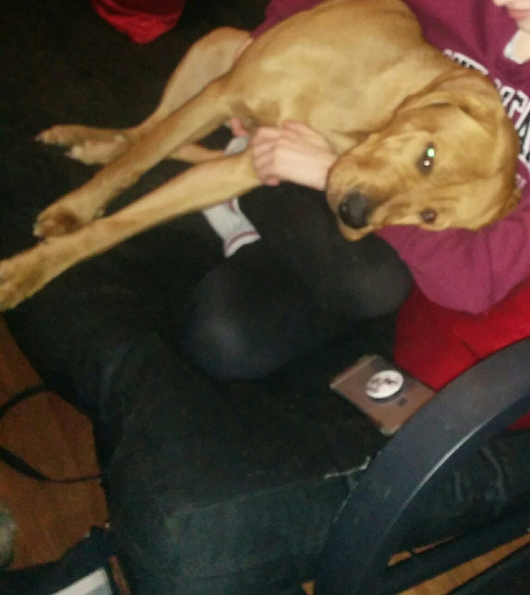 93borg's tweet image. Lol Nuggets a bear and thinks she's a lap dog #dogsoftwitter