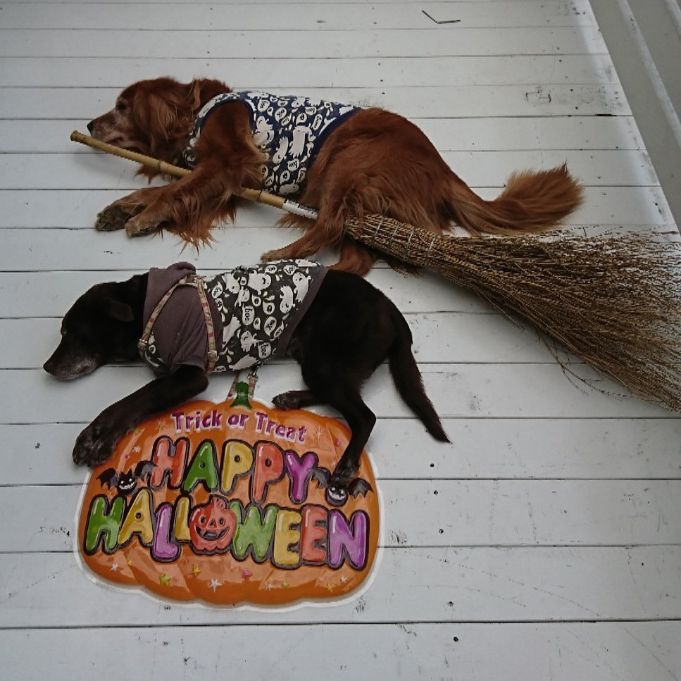 桃色うり坊 Pa Twitter ハッピーハロウィン 風w 借り物で済ませてみました ハッピーハロウィン 怜15歳 陽9歳 寝相アート Pinkmelon ラブラドールレトリバー ゴールデンレトリバー お達者ラブさんクラブ シニア犬 多頭飼い 大型犬のいる暮らし 犬