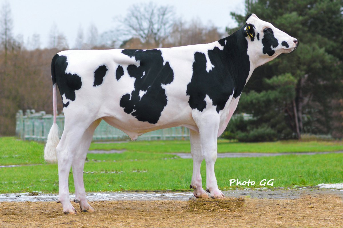 MITCH excels in components!
In many countries dairy farmers focus on components to... Read more: ai-total.com/news/115/mitch…